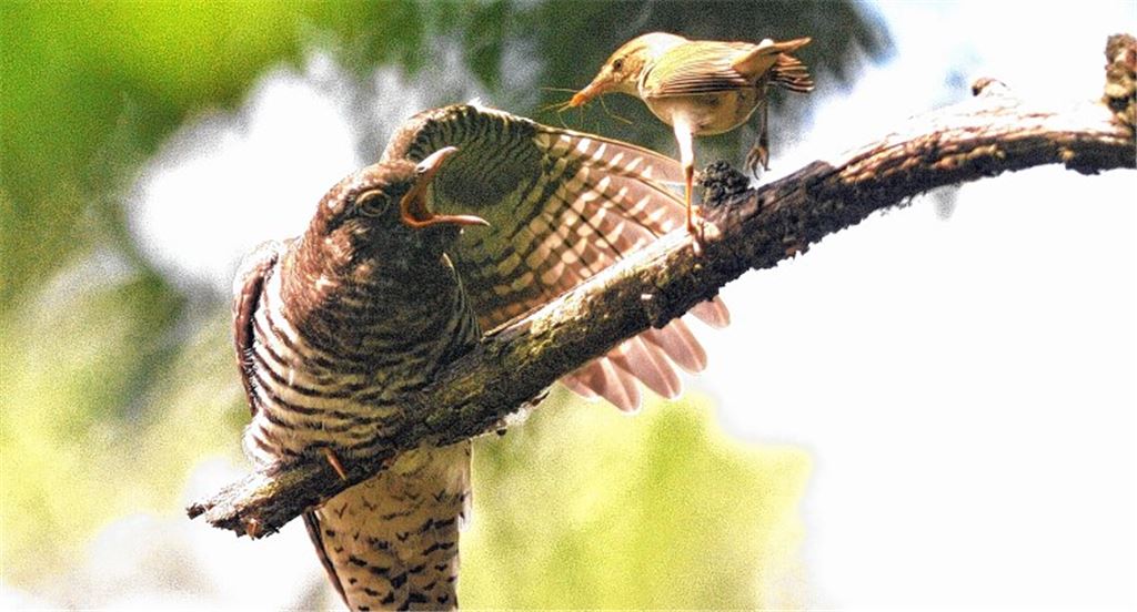 Der Kuckuck wächst bei Fremden auf. Foto: fl