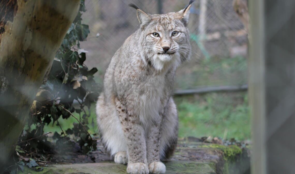Der Luchs – hier im Wildpark in Pforzheim – ist offenbar auch in freier Wildbahn wieder in der Region heimisch. Symbolfoto: Archiv