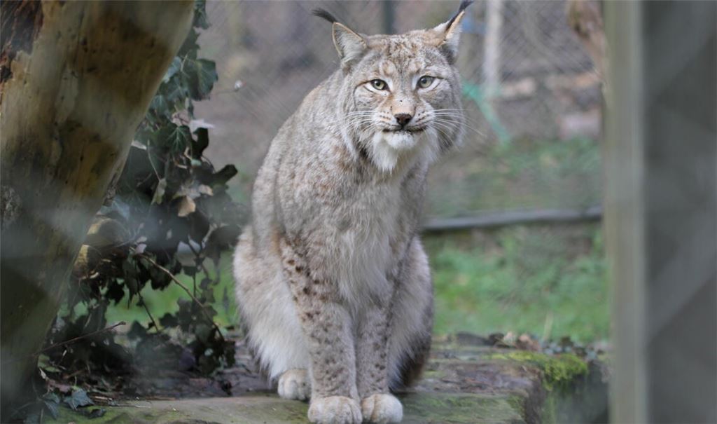 Der Luchs – hier im Wildpark in Pforzheim – ist offenbar auch in freier Wildbahn wieder in der Region heimisch. Symbolfoto: Archiv