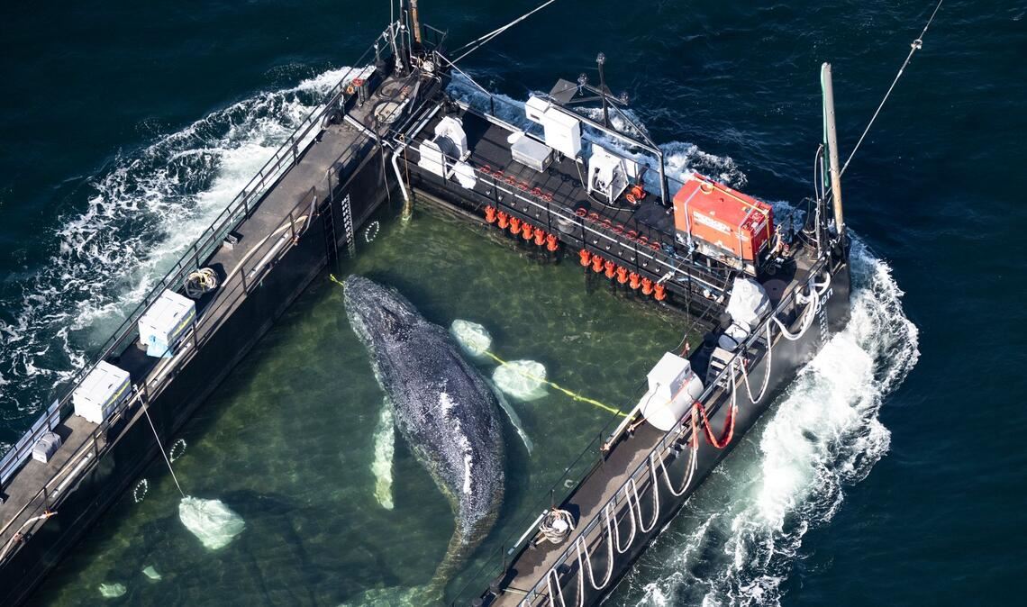 Der Meeressäuger hatte zuvor vier Wochen in der Bucht der Insel Poel festgesteckt.