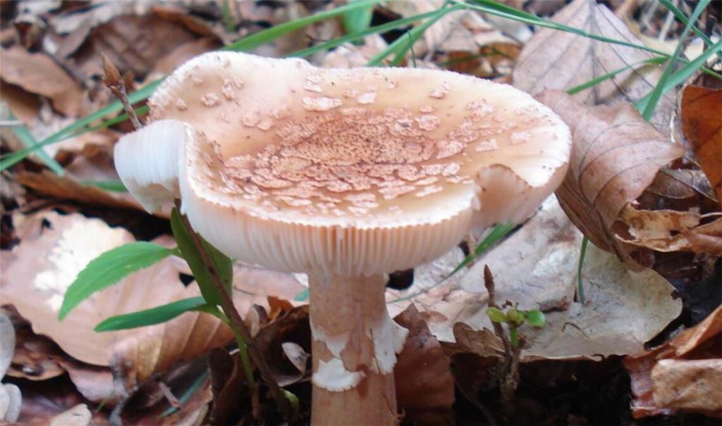 Der Perlpilz hat sich in diesem Jahr bisher gezeigt, während viele andere Arten kaum aufgetaucht sind. Vom Fliegenpilz (unten) sollte man generell die Finger lassen. Fotos: Schopper, Archiv