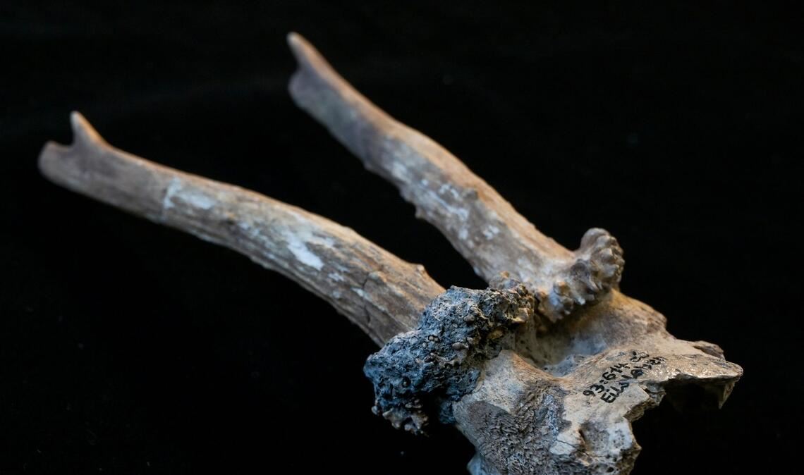 Der Rehgeweihkopfschmuck aus der jungsteinzeitlichen Siedlung Eilsleben-Vosswelle ist rund 7000 Jahre alt und zeigt deutliche Spuren ritueller Nutzung.