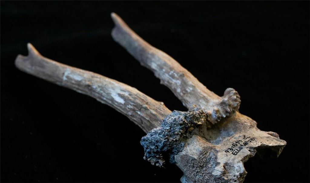 Der Rehgeweihkopfschmuck aus der jungsteinzeitlichen Siedlung Eilsleben-Vosswelle ist rund 7000 Jahre alt und zeigt deutliche Spuren ritueller Nutzung.