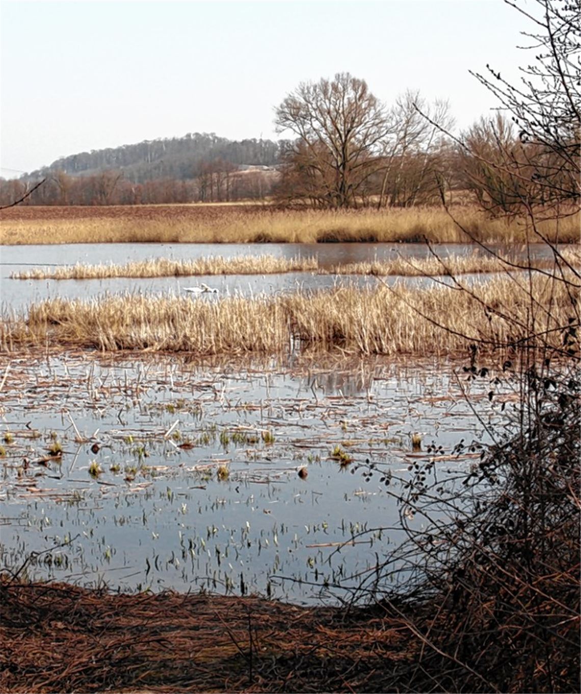 Roßweiher wird „teilgesömmert“
