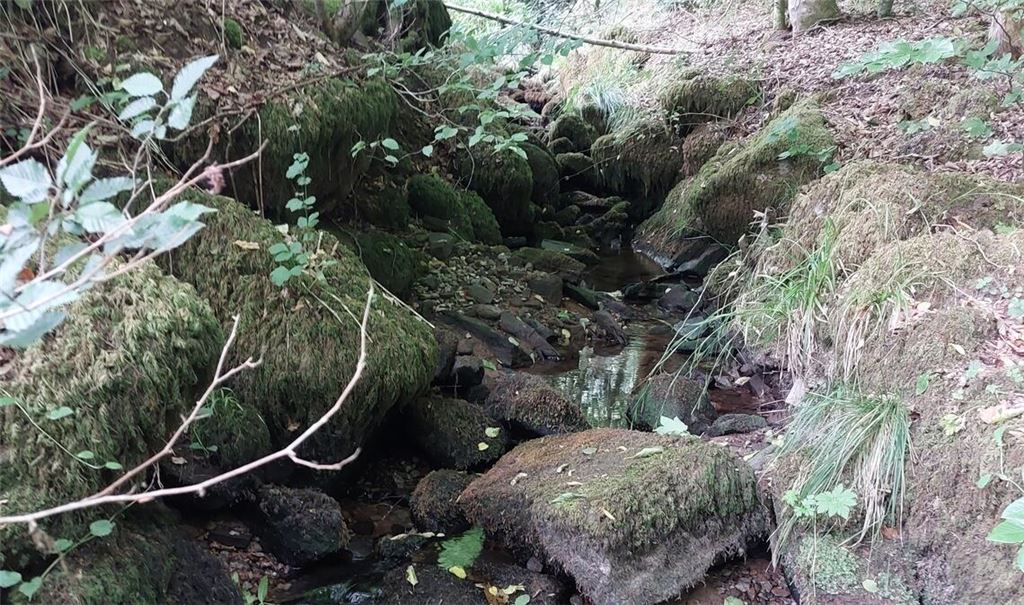 Der Rotenbach oberhalb von Neuenbürg-Rotenbach. Foto: privat