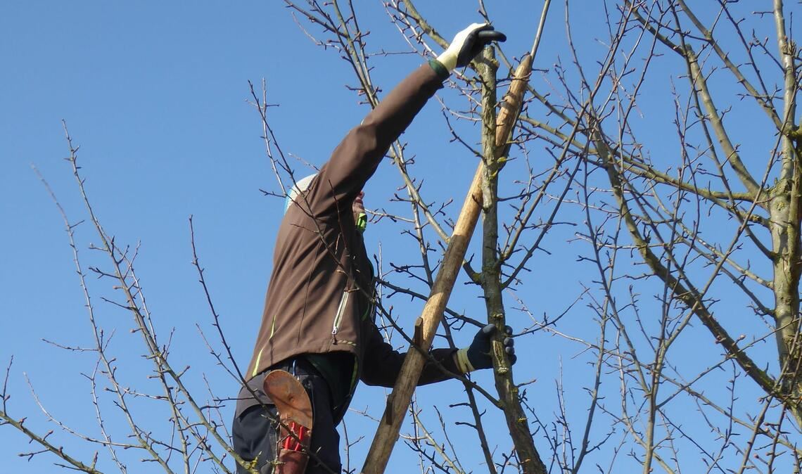 Der Schnitt von Streuobstbäumen wird weiter unterstützt. Foto: Enzkreis/Bernhard Reisch