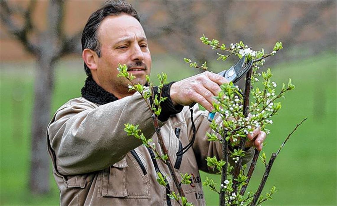 Der Schützinger Rainer Glaser pflegt seine Obstwiesen, damit sie den wertvollen Rohstoff für leckeren Schnaps und Likör liefern. 
