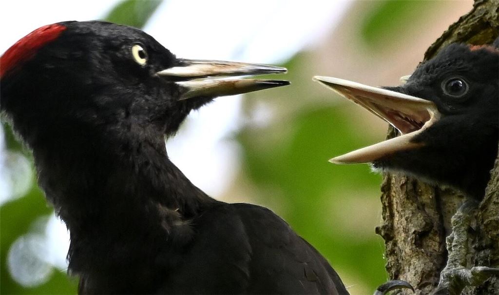 Der Schwarzspecht-Nachwuchs schlüpft in den allermeisten Fällen in Bruthöhlen, die in Rotbuchen gezimmert wurden. Foto: Lechner