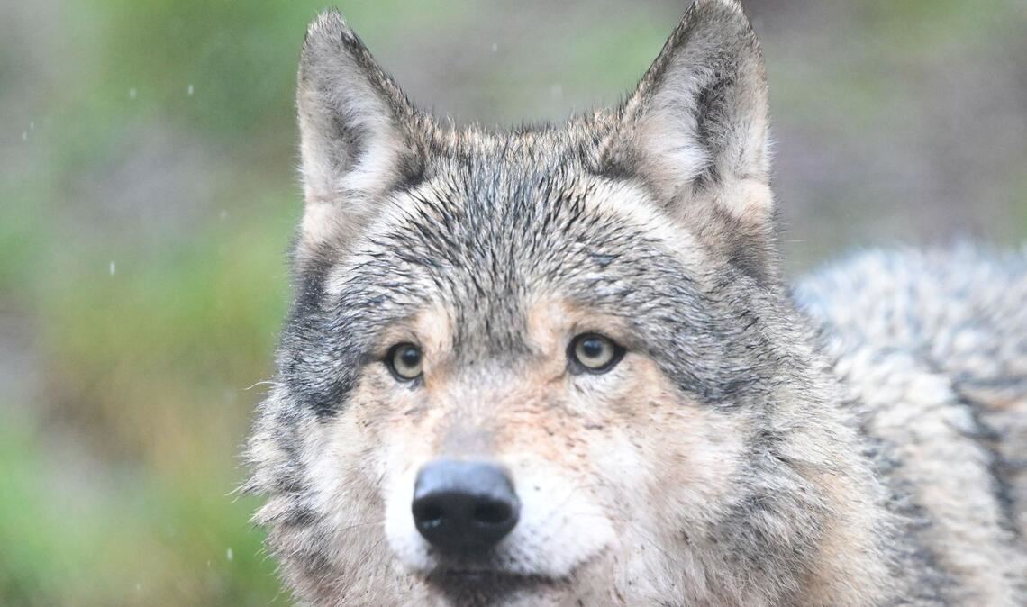 Der Schwarzwald beheimatet nun fünf Wölfe (Symbolbild).