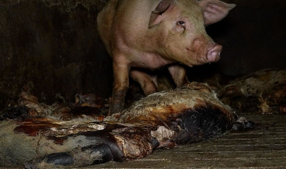 Der Schweinemastbetrieb hat seit Jahresbeginn einen neuen Eigentümer und die Missstände wurden laut einer Mitteilung der Veterinärbehörden beendet.