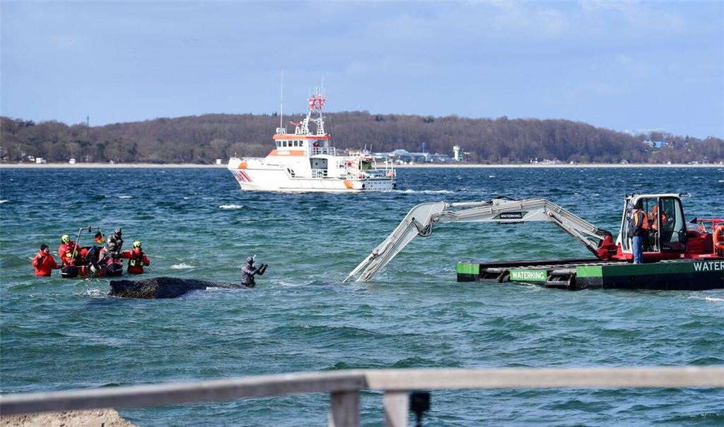Der Schwimmbagger arbeitet direkt um den gestrandeten Wal herum.