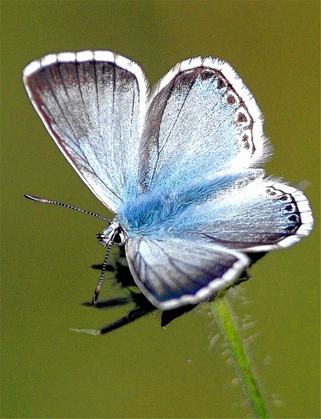 Rare Schönheiten