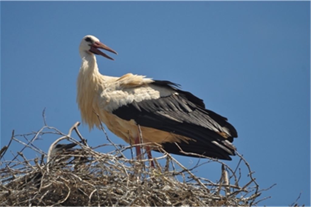 Der Sommer in Dürrmenz ist seit einigen Tagen richtig heiß. Was tun als Eltern-Storch? Hecheln und den zwei Jungtieren Schatten spenden. Fotos: Dr. Stefan Bosch