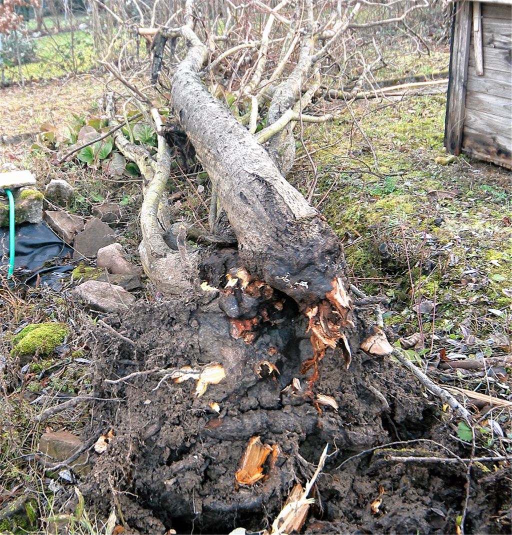 Sturm wütet im Enzkreis