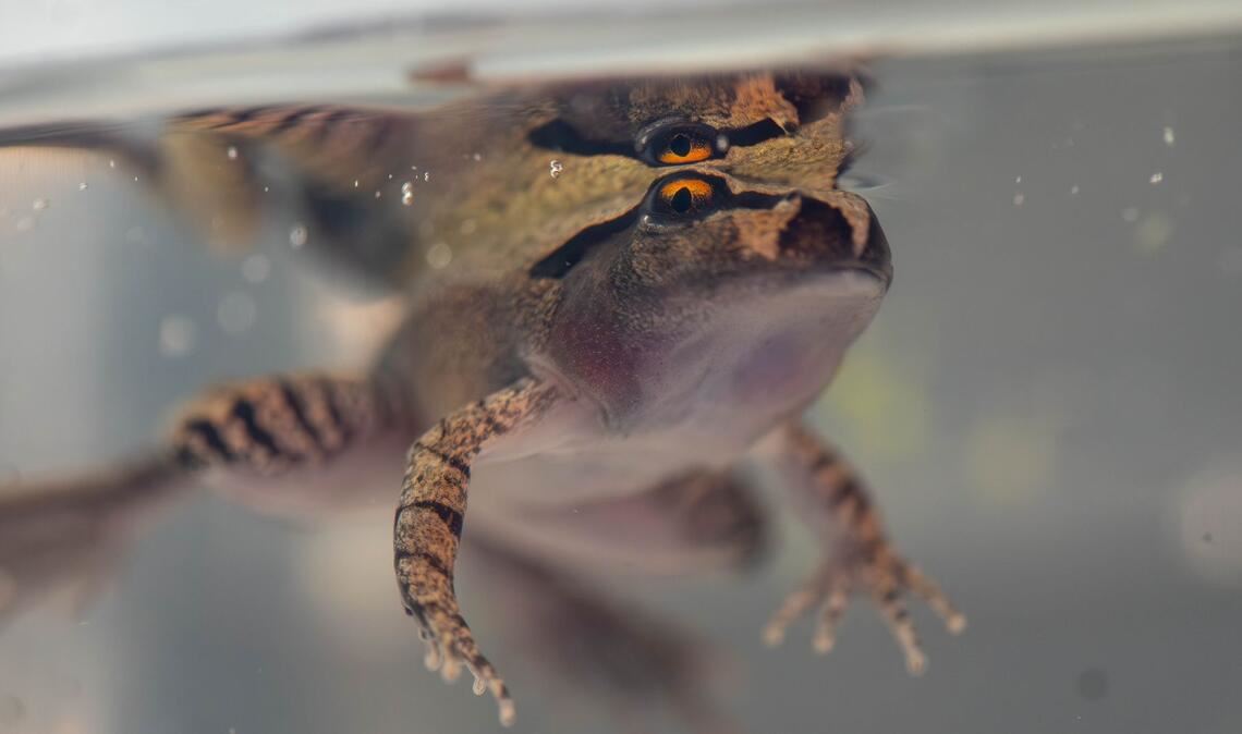 Der Südliche Stotterfrosch ist derzeit bei Aussie Ark in allen Entwicklungsstufen zu sehen, auch während der Metamorphose.