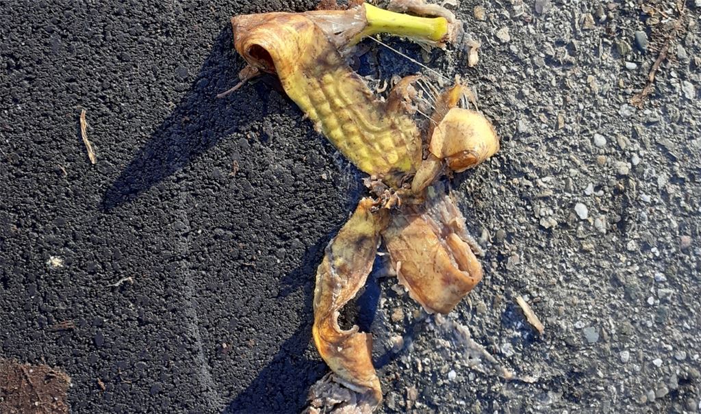 Der Tagblatt-Redakteur rutschte auf dieser Bananenschale aus, kam aber dank seines großartigen Reaktionsvermögens nicht zu Fall. Foto: Gezener