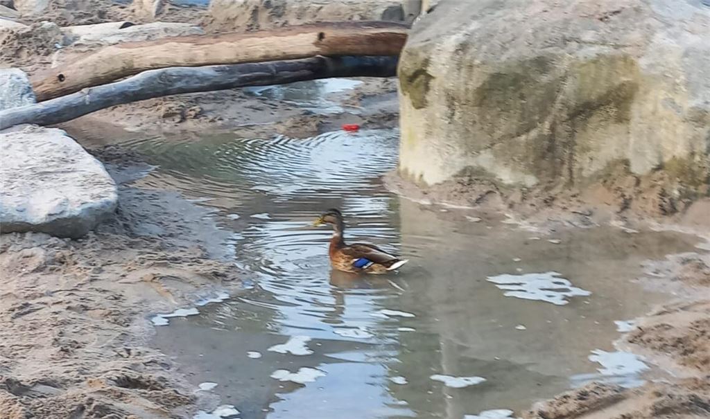 Der „Teich“, der die Wasserverschwendung zeigt, freut nur die Ente. Foto: Stadt Mühlacker