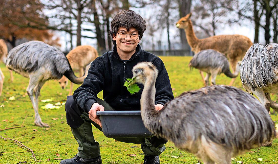 Der Tierpfleger Shai-Jan Eiselen in der Wilhelma umgeben von Nandus und Vikunias auf der Südamerika-Anlage.