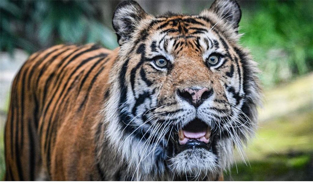 Der Tiger war 2022 aus einem französischen Zoo in den Tierpark Berlin gekommen.