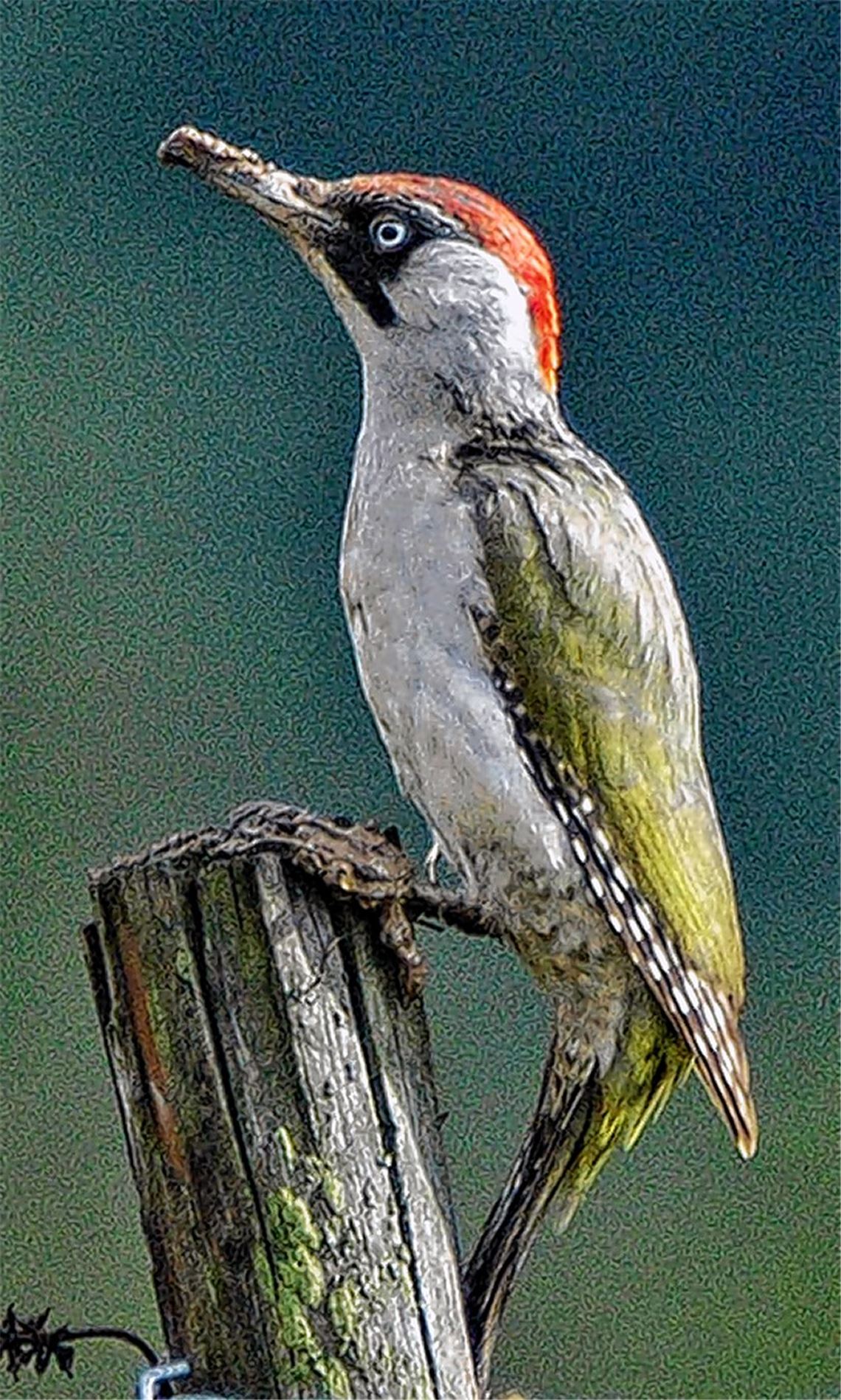 Der Vogel des Jahres. 