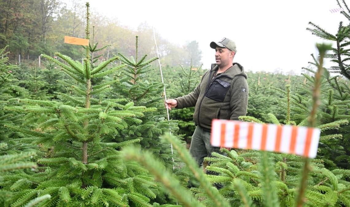 Der Vorsitzende des Christbaumverbandes Baden-Württemberg, Sebastian Fertig, steht in einer Anpflanzung von Weihnachtsbäumen in Mudau im Norden Baden-Württembergs.