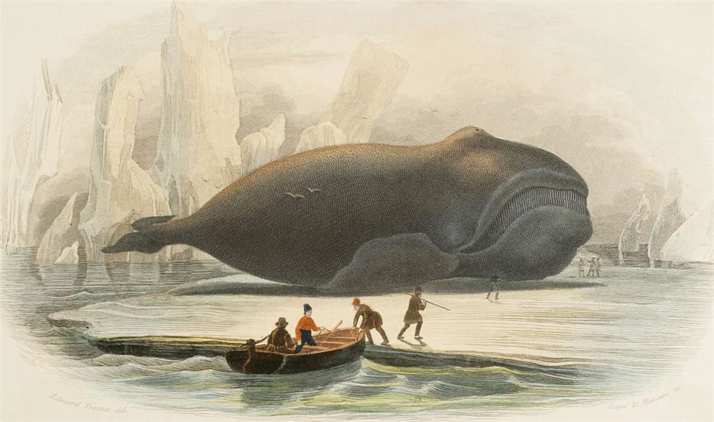 Der Wal: Chromolithographie (mehrfarbiger Steindruck von  Edouard Travies aus dem Jahr 1856.