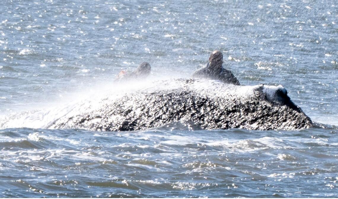 Der Wal befindet sich immer noch im Flachwasserbereich.