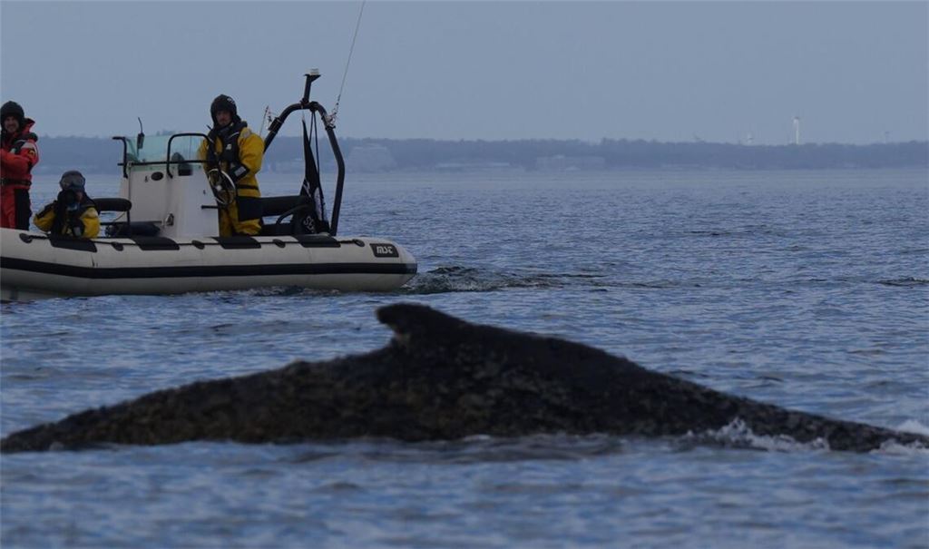 Der Wal ist erneut gestrandet.