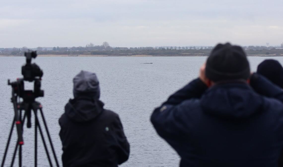 Der Wal lag am Sonntag wenige Hundert Meter vom Festland entfernt.