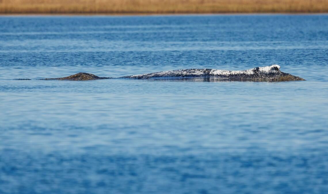Der Wal liegt an gleicher Stelle wie am Vorabend.