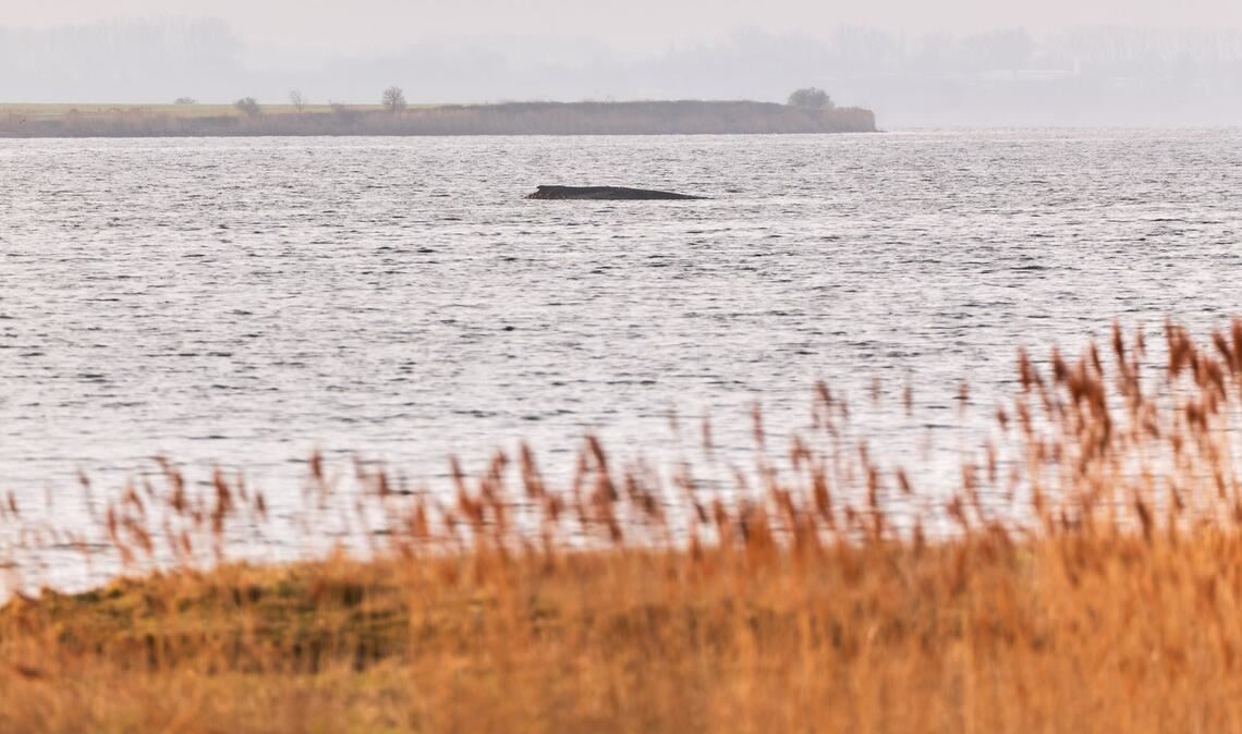 Der Wal liegt auf einer Sandbank vor der Insel Poel.