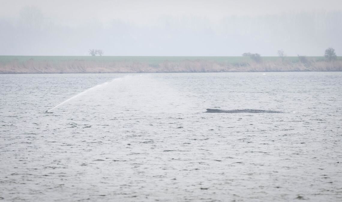 Der Wal liegt seit Tagen vor der Insel Poel. (Archivbild)