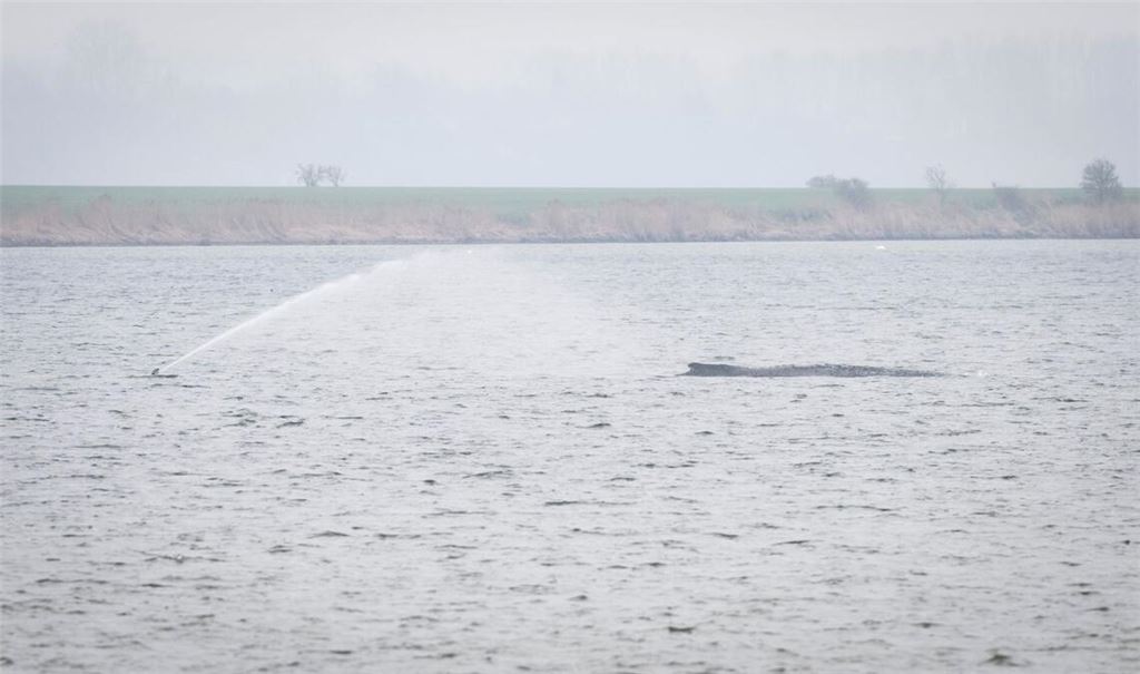 Der Wal liegt seit Tagen vor der Insel Poel. (Archivbild)