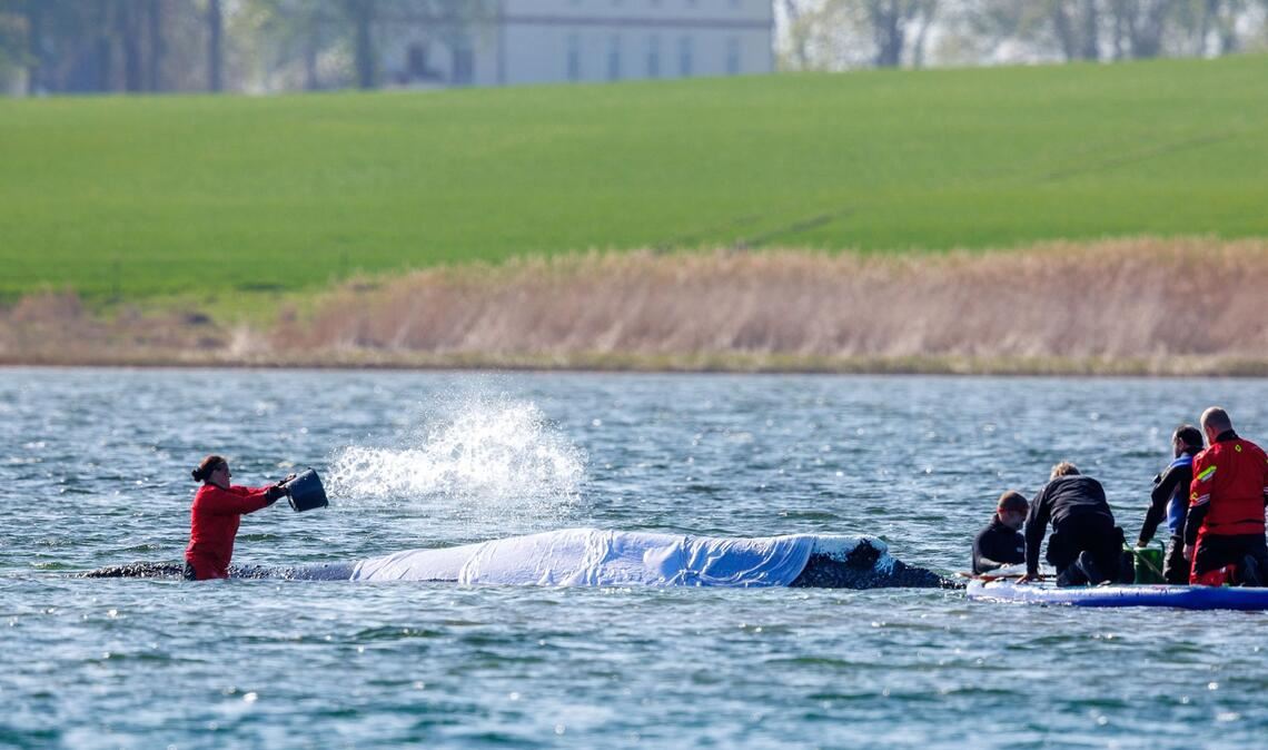 Der Wal scheint das Treiben gelassen und ruhig hinzunehmen - doch stimmt dieser Eindruck?
