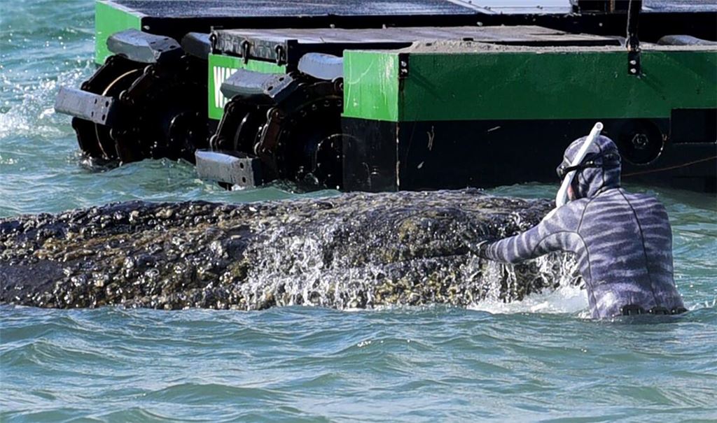 Der Wal sei zeitweise wieder auf dem Weg ins flachere Wasser gewesen.