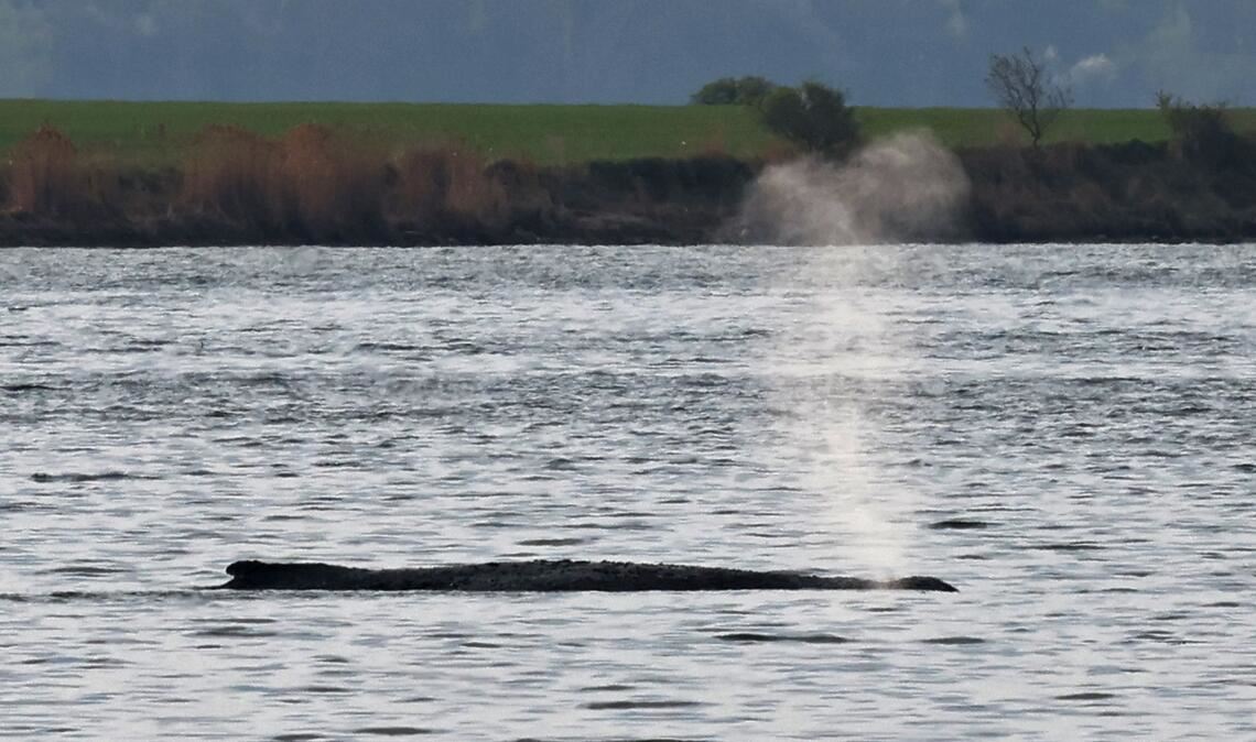 Der Wal selbst bewegt sich dagegen am Samstag deutlich weniger als am Freitag als er plötzlich stark mit seinen Flossen ausschlug.