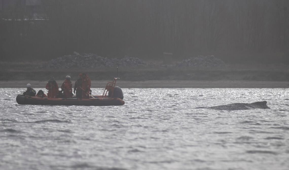 Der Wal soll jetzt in Ruhe gelassen werden - aber schafft er es aus eigener Kraft?