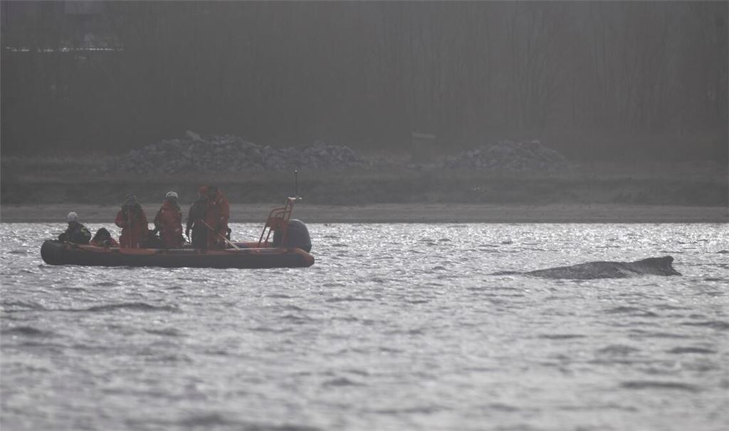 Der Wal soll jetzt in Ruhe gelassen werden - aber schafft er es aus eigener Kraft?