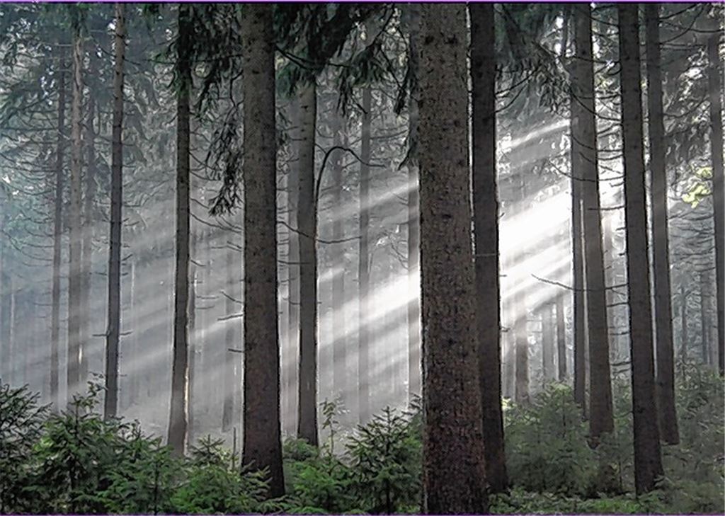 Der Wald –ein Kosmos für sich. 
