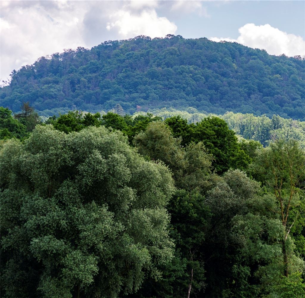 Der Wald – ein wichtiger Trumpf im Kampf gegen den Klimawandel.Foto: Fotomoment