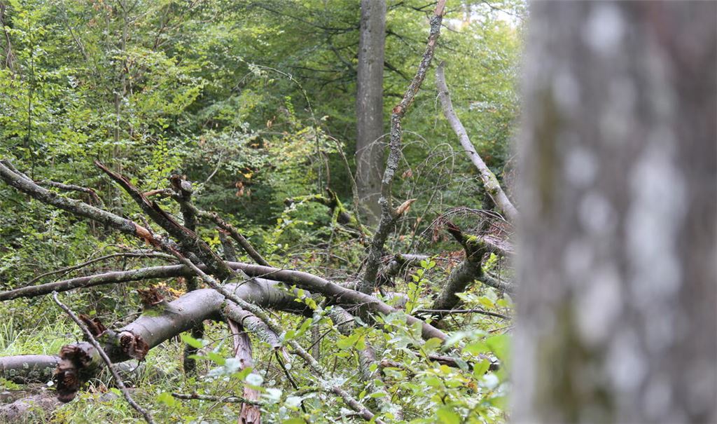 Der Wald erbringt wichtige „Ökosystemleistungen“. Symbolfoto: Archiv/Disselhoff