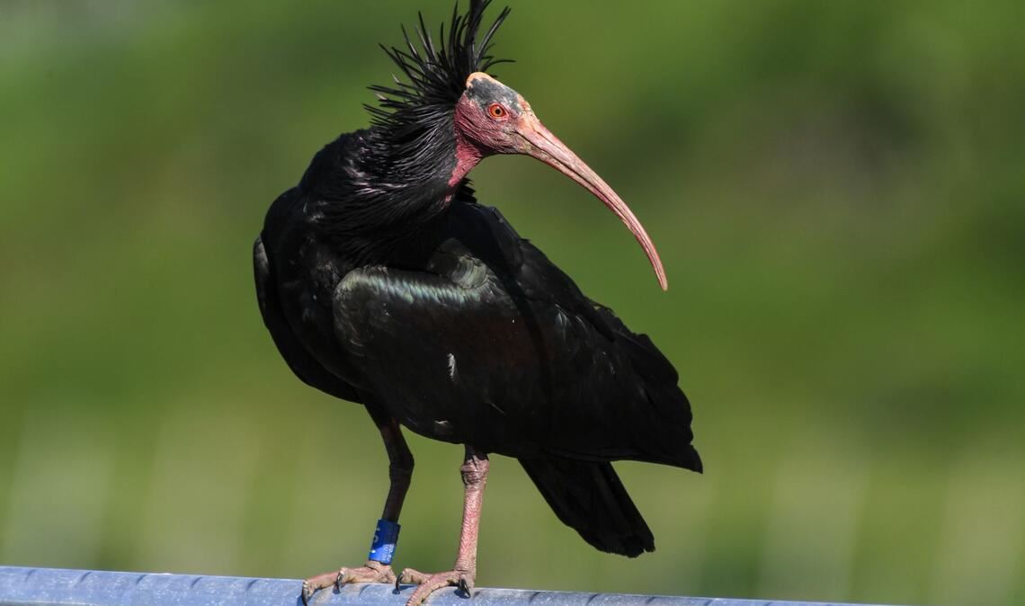 Der Waldrapp zählt zu den seltensten Vögeln der Welt – zwei von ihnen sind Wilderern zum Opfer gefallen (Archivbild).