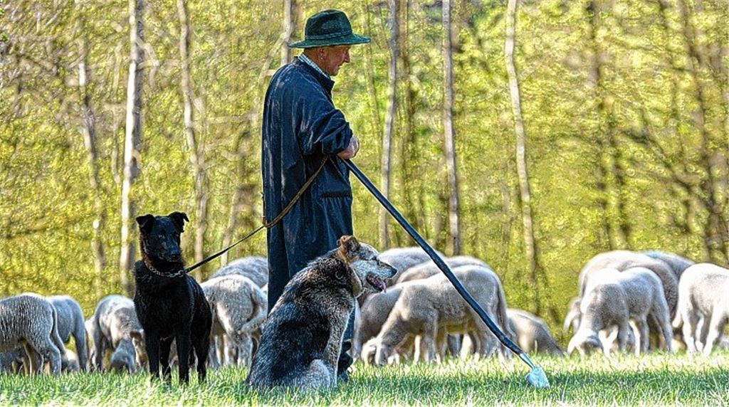 Der mit den Schafen wandert
