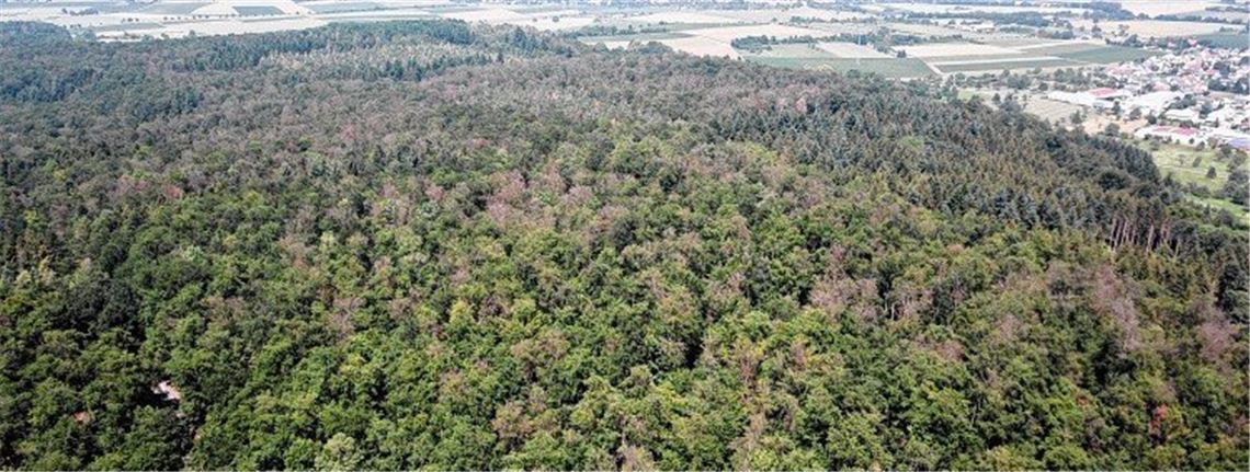 „Ein Katastrophenzeitalter für den Forst“