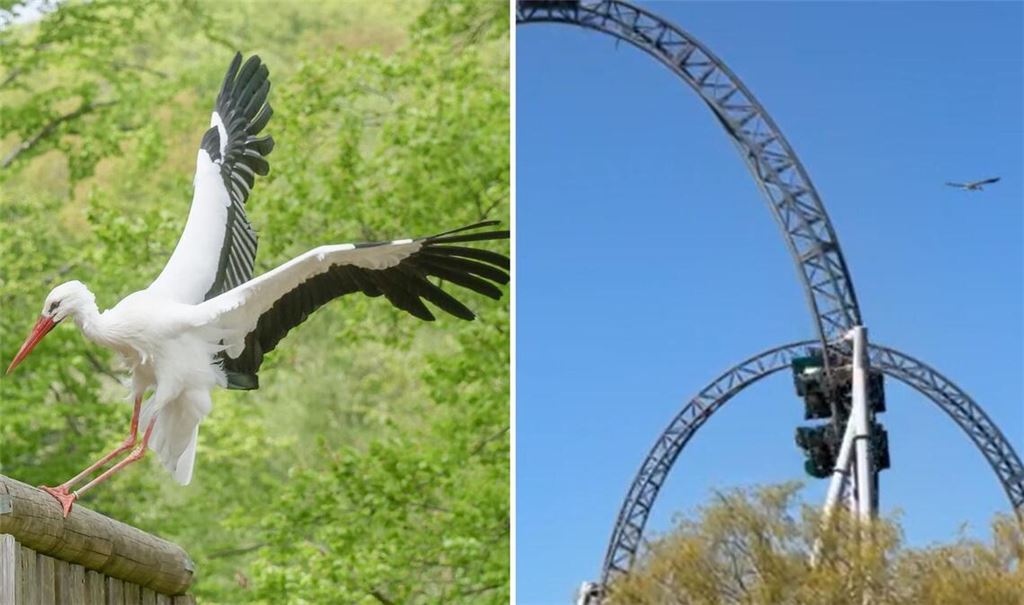 Der Wild- und Freizeitpark hat sich seit mehr als 20 Jahren um die Wiederansiedlung von Weißstörchen verdient gemacht.