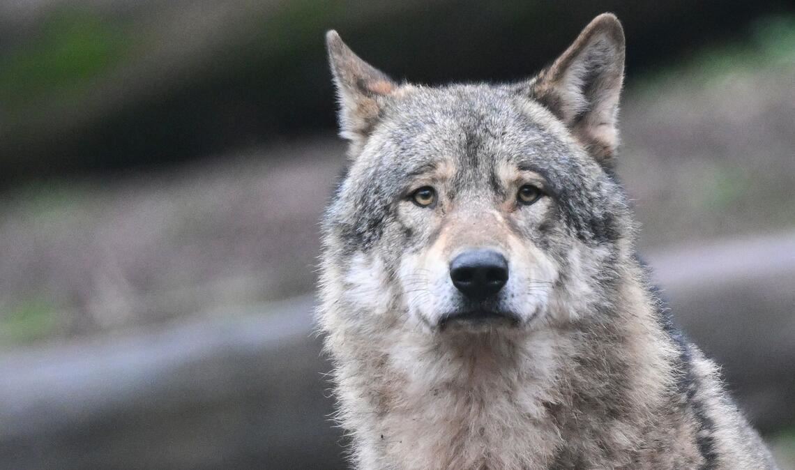 Der Wolf darf vorerst nicht geschossen werden (Symbolbild).