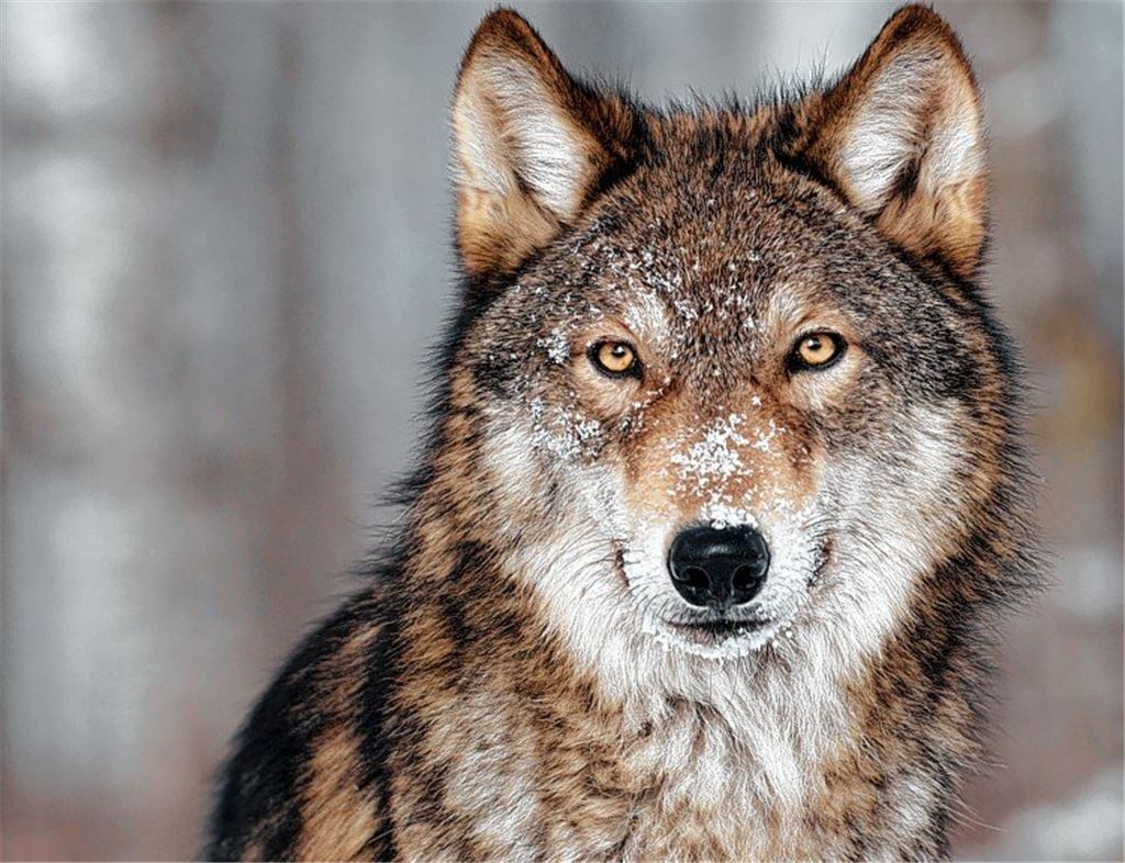 Referent beantwortet Fragen zum Wolf