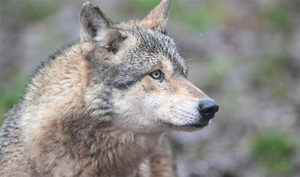 Der Wolf wurde Anfang März von einem Polizeiauto überfahren (Symbolbild).