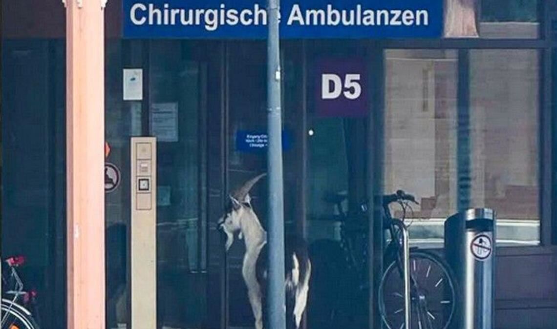 Der Ziegenbock hatte aufmerksam durch die Glastür geblickt und war schließlich auch Mitarbeitern aufgefallen. 