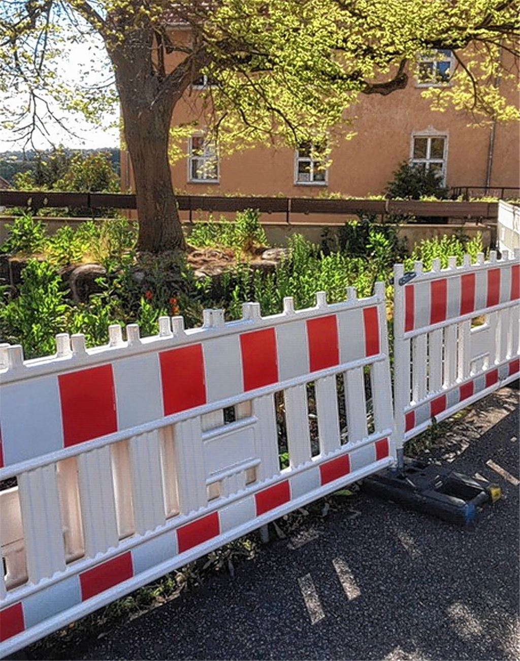 Alte Linden brauchen besonderen Schutz